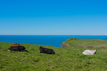 black brown and white cows on grassy field. sea and blue sky on background. agriculture concept 