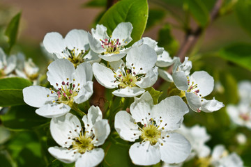 Delicate cherry blossom