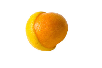 Hybrid of citrus grapefruit and acorn. Isolated on white background.