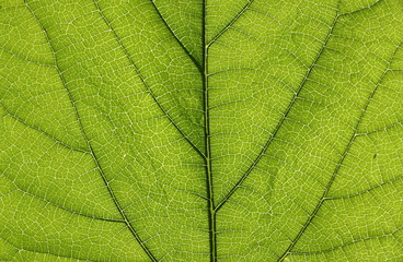 leaf