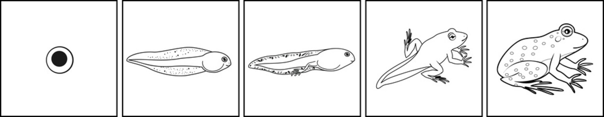 Coloring page. Life cycle of frog from egg to adult animal