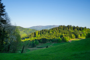 Germany, Endless black forest nature landscape from scenic viewpoint at dawn