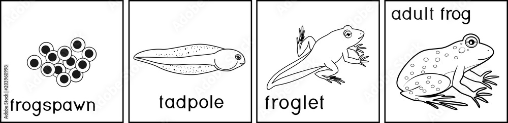 Canvas Prints coloring page. life cycle of frog with titles - Canvas Prints