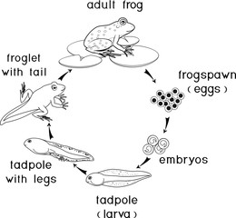 Coloring page. Life cycle of frog