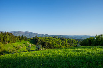 Fototapeta na wymiar Germany, Endless view on green tree landscape in springtime in black forest nature region