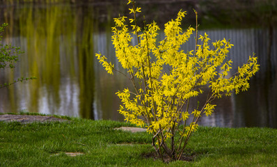 Blooming forsythia in early spring, yellow flowers