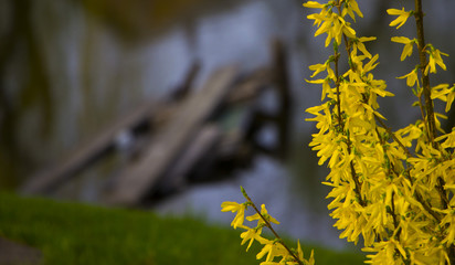 Blooming forsythia in early spring, yellow flowers