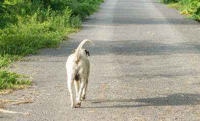 Thai way white stray dog alone on the parks., white dog looking out to female dog., lonely concept., Dog is a friend