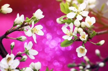branch of snow-white cherry blossom on shiny festive bright pink background