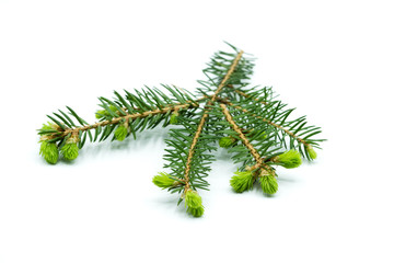 tannenzweig mit knospen blühend triebe isoliert freigestellt auf weißen Hintergrund, Freisteller