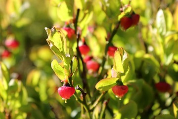 closeup of wild blueberries, unripe in springtime, green pink in a stage of maturation
