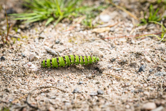 A Small Emperor Moth caterpillar passing a trail
