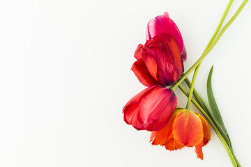 Tulip flowers on white table with human hand and copy space for your text top view. Flat lay
