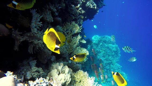 Coral reef. The marine life of tropical fish. Video under water.
