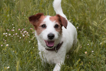 HAPPY JACK RUSSELL DOG WALKING ON GREEN GRASS  SEEDS
