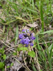 Petite fleur violette 