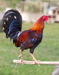 The cock rooster. Absolute champion of cock-fighting on the Philippine island