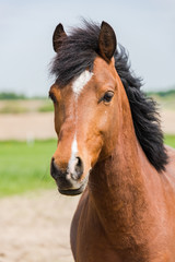 Brown horse head shoot portrait profile