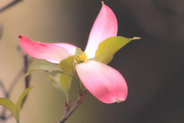 Fototapeta na wymiar Flower Blooming