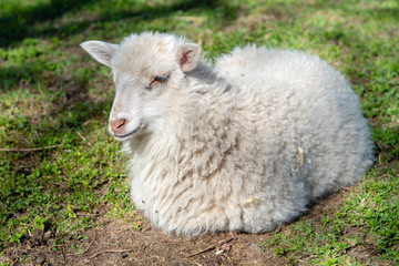 a little white lamb laying in a field