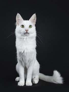 Solid white Turkish Angora cat with green eyes sitting facing front with tail beside body isolated on black background looking beside camera