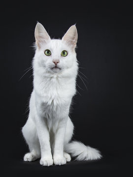 Solid white Turkish Angora cat with green eyes sitting facing front isolated on black background looking directly at camera