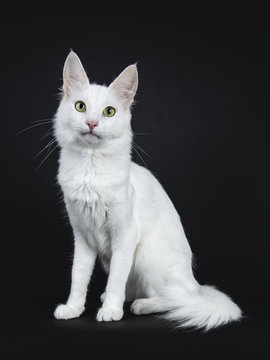 Solid white Turkish Angora cat with green eyes sitting side ways isolated on black background looking at camera