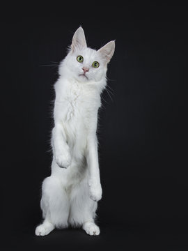 Solid white Turkish Angora cat with green eyes standing on back paws like meerkat  isolated on black background looking at camera