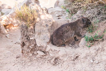 Rock Hyrax (also known as "Dassie") searching for food, Lions Head, Capetown