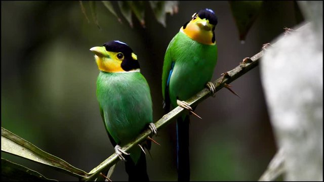 Video Birds couple Long-tailed Broadbill in Kaeng Krachan National Park, Thailand.