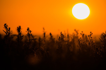Sunset on the field with big sun in orange sky over the silhouettes of grass