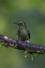 Hummingbird(Trochilidae)Flying gems	