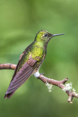 Fototapeta na wymiar Hummingbird(Trochilidae)Flying gems 