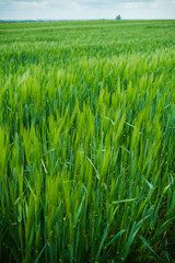 Field of young green wheat