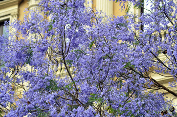 Catania Purple Flowers in Tree 1