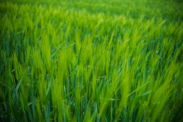 Fototapeta na wymiar Field of young green wheat