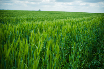 Field of young green wheat
