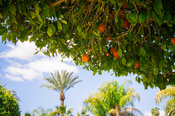 orange tree with fruits of oranges against the blue sky and palm trees