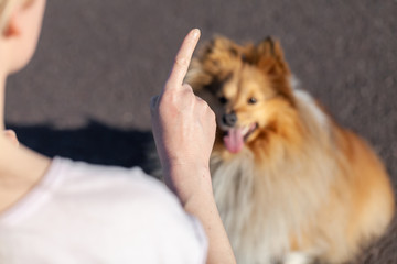 A dog trainer works with a shetland sheepdog