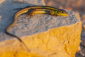 Lacerta trilineata, green lizard on a rock
