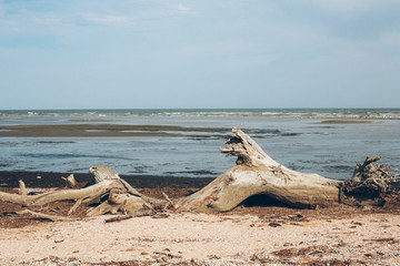 Fototapeta na wymiar Dry tree on the shore of the wild sea