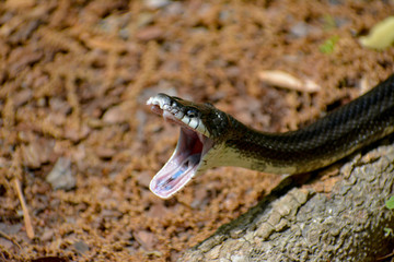 Eastern King Snake striking with mouth open.