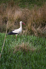 The white stork (Ciconia ciconia) is a large bird in the stork family Ciconiidae.