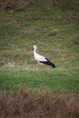 The white stork (Ciconia ciconia) is a large bird in the stork family Ciconiidae.