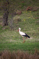 The white stork (Ciconia ciconia) is a large bird in the stork family Ciconiidae.
