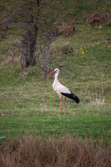 The white stork (Ciconia ciconia) is a large bird in the stork family Ciconiidae.