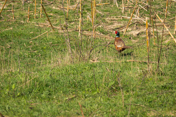 Fototapeta premium The common pheasant (Phasianus colchicus) is a bird in the pheasant family (Phasianidae). The genus name comes from Latin phasianus, 
