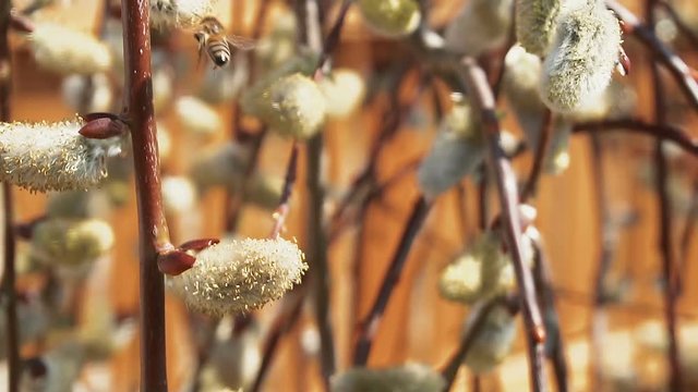 Bee collects nectar on the flowers of pussy willow, slow motion. Springtime. The bee collects pollen from the buds of the willow.