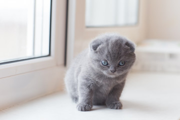 Scottish Fold small cute kitten