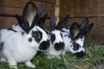a group cute black and white rabbits with spots